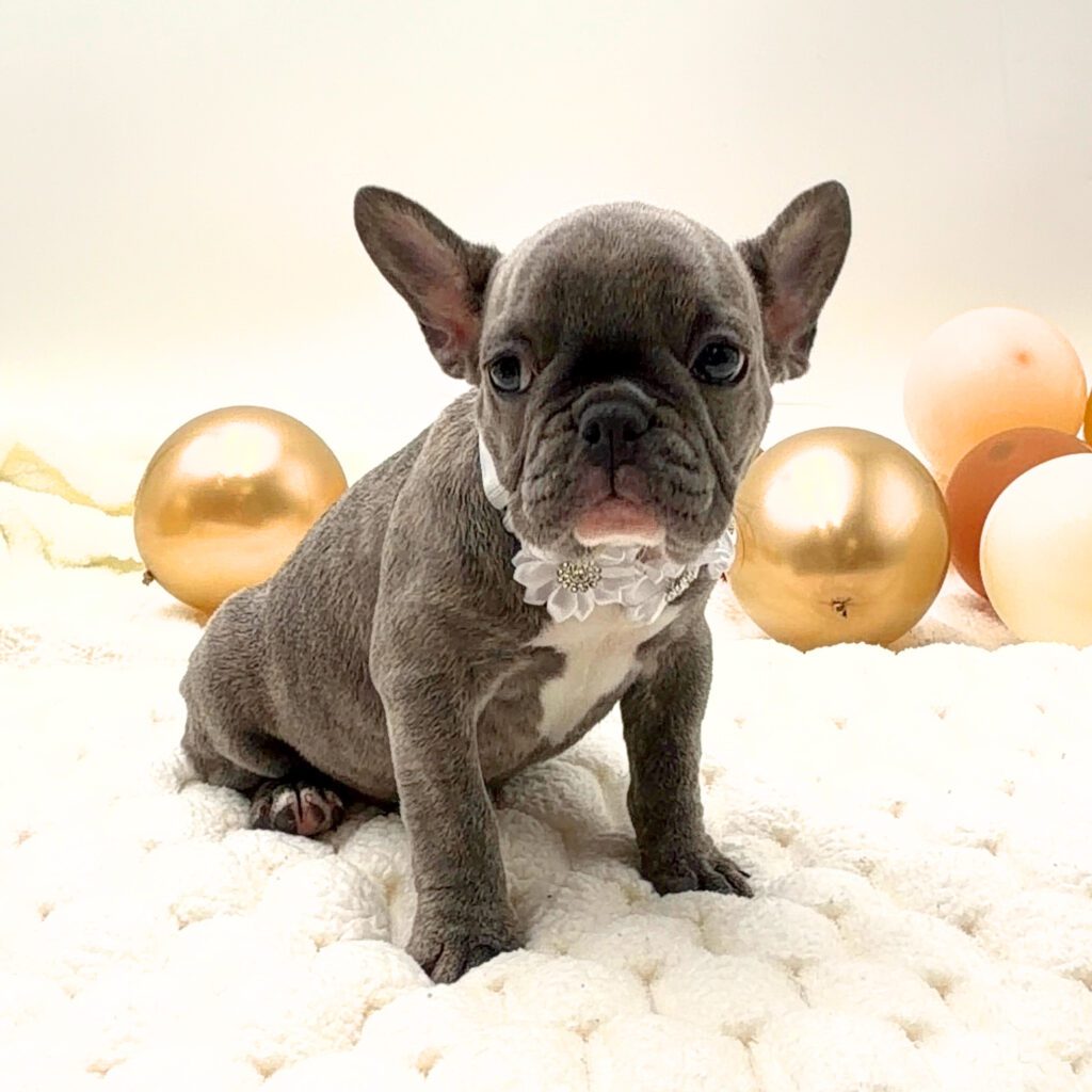 [#2696-07]  - Blue Fawn F French Bulldog Puppies For Sale
