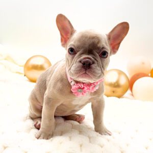 [#2696-09]  - Fawn (Isabella) / Cream F French Bulldog Puppies For Sale