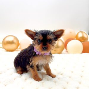 [#26177-02]  - Black / Tan F Yorkshire Terrier Puppies For Sale