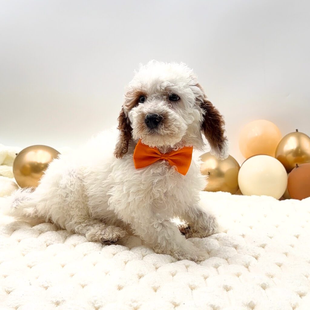 [#26199-01]  - Red / White M Poodle Mini/Goldendoodle Mini Puppies For Sale
