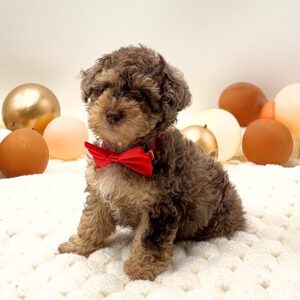 [#26169-01]  - Brown M Poodle Mini Puppies For Sale