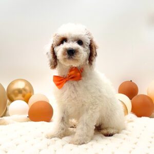 [#26199-02]  - Red / White M Poodle Mini/Goldendoodle Mini Puppies For Sale