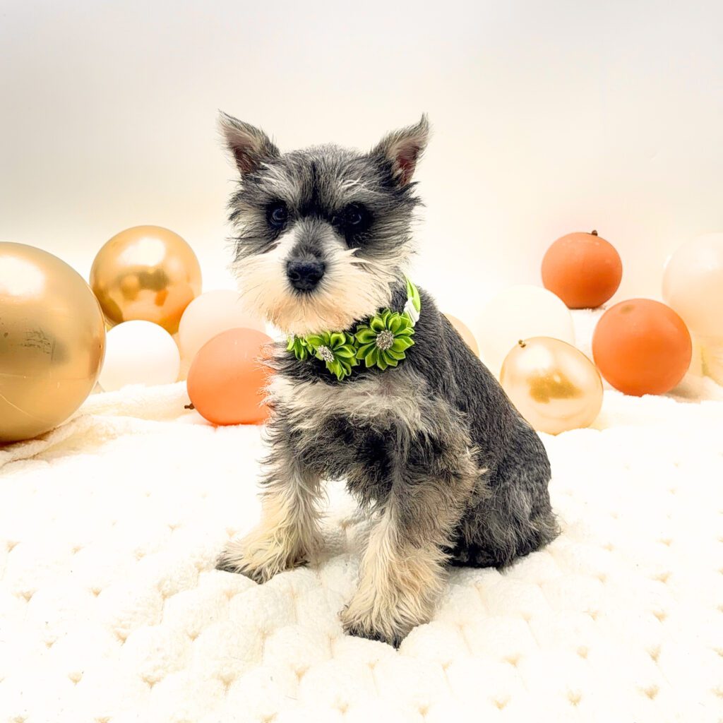 [#26183-04]  - Salt / Pepper F Miniature Schnauzer Puppies For Sale