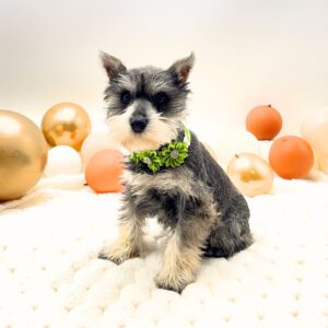 [#26183-04]  - Salt / Pepper F Miniature Schnauzer Puppies For Sale