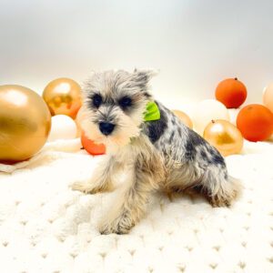 [#26183-02]  - Silver Merle M Miniature Schnauzer Puppies For Sale