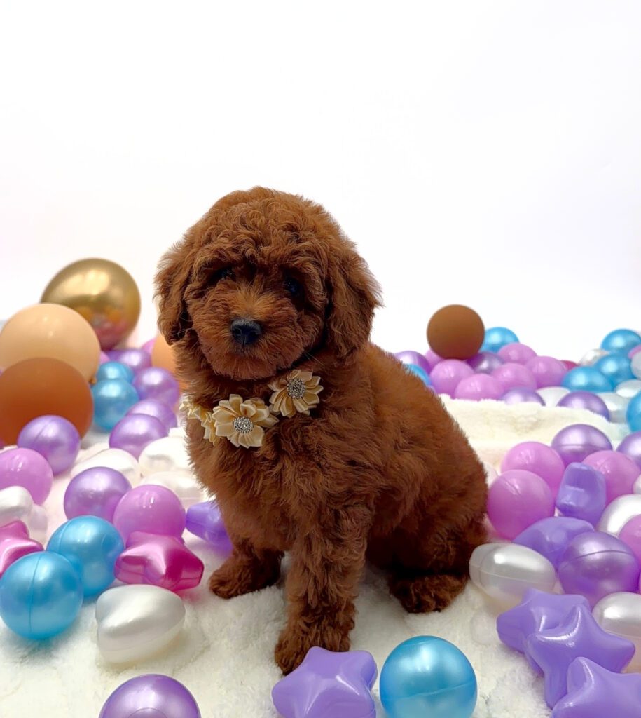[#26173-05]  - Red F Poodle Mini Puppies For Sale