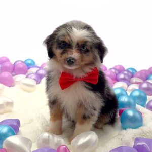[#26193-01]  - Blue Merle M Miniature Australian Shepherd Puppies For Sale