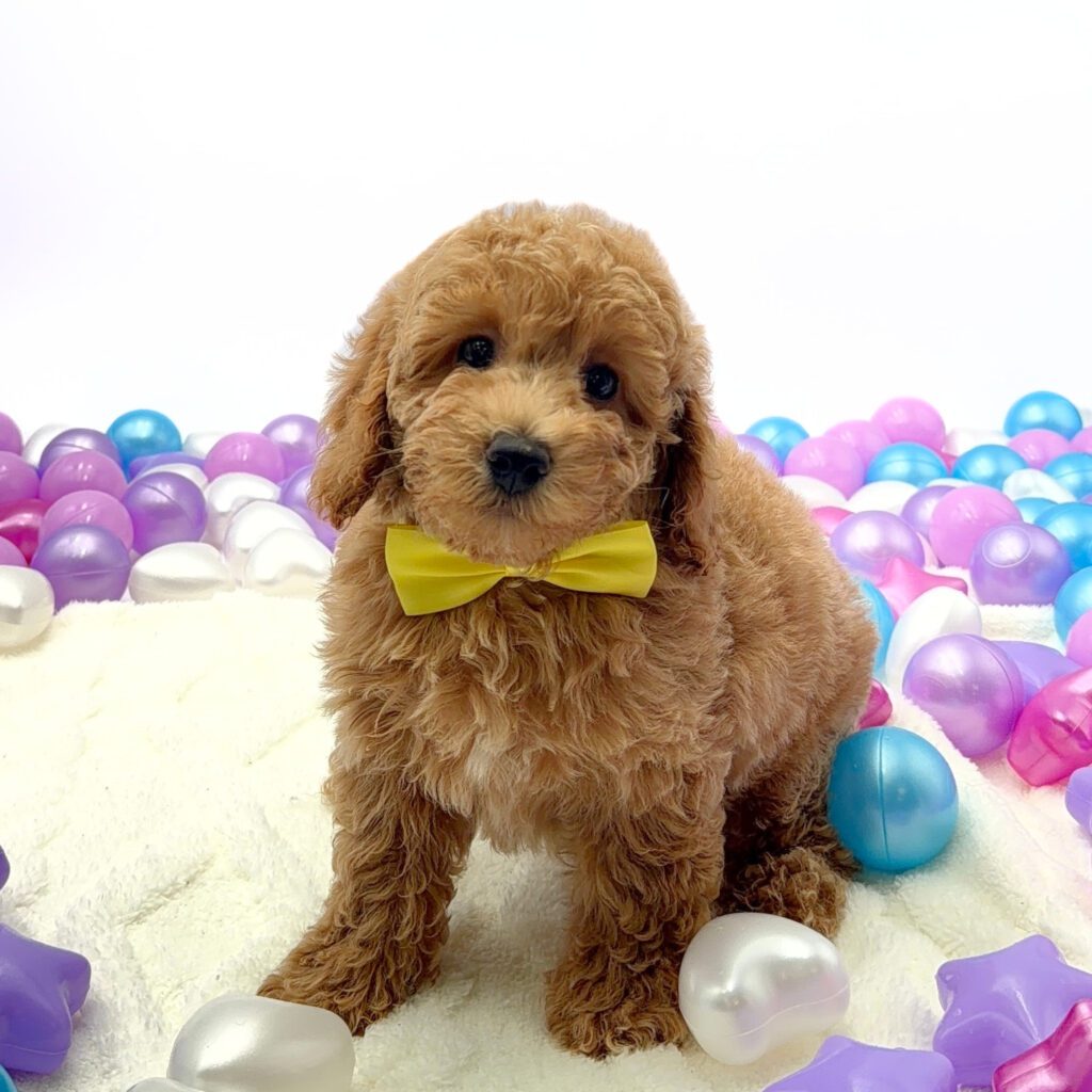 [#26173-01]  - Apricot M Poodle Mini Puppies For Sale