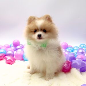 [#26181-01]  - Fawn Sable M Pomeranian Puppies For Sale