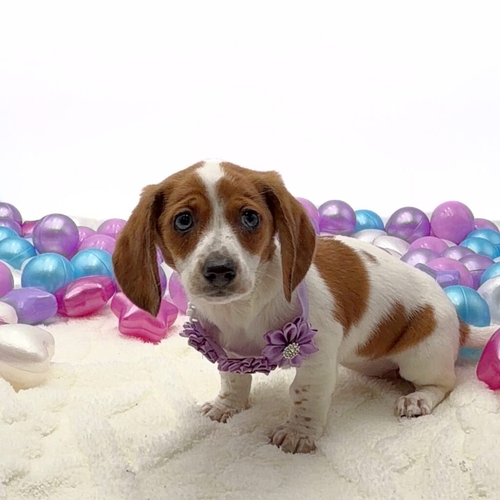 [#26180-04]  - White / Red F Dachshund Puppies For Sale