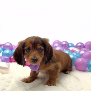 Petland Miami Dachshund puppy available