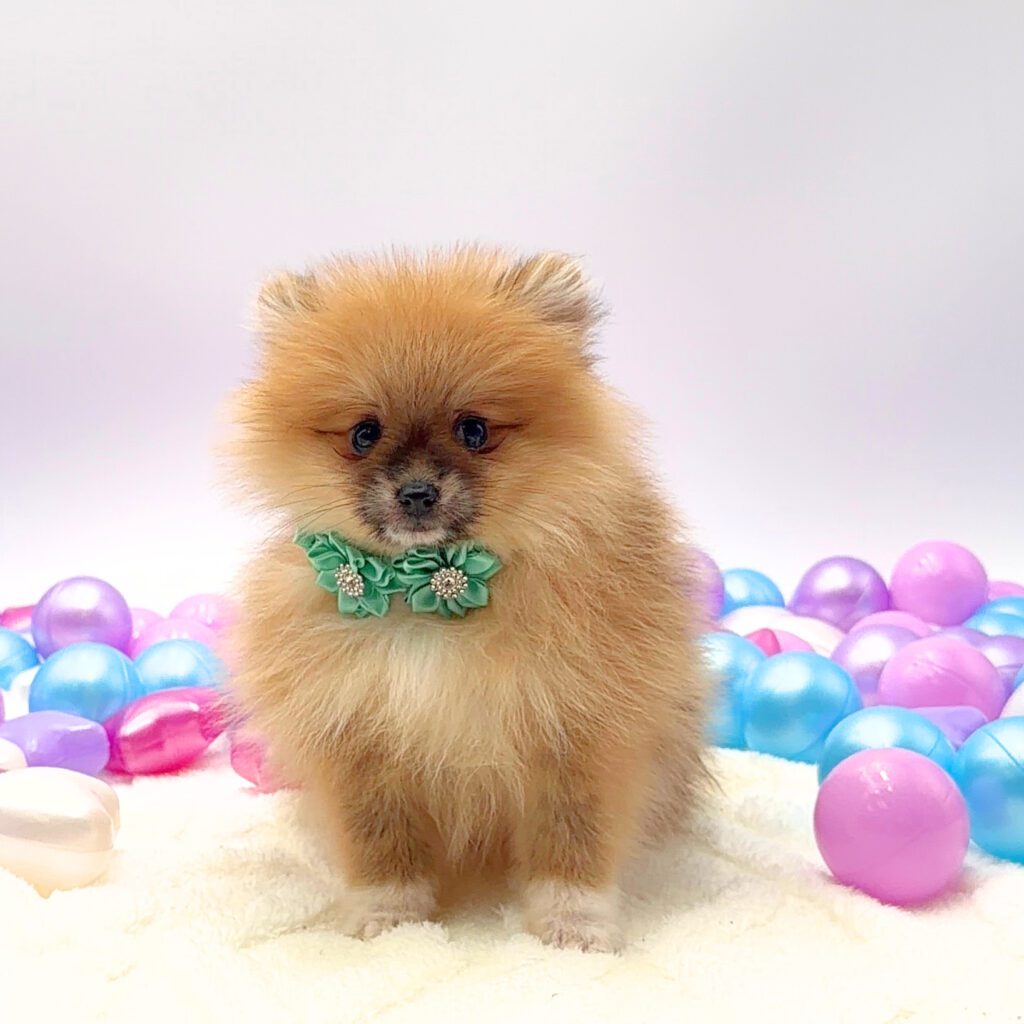 [#26181-04]  - Sable F Pomeranian Puppies For Sale