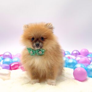 [#26181-04]  - Sable F Pomeranian Puppies For Sale