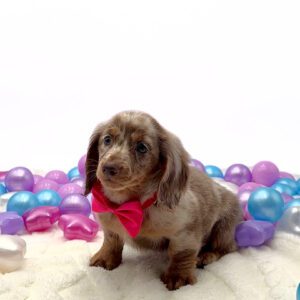 [#26202-03]  - Fawn (Isabella) / Tan M Dachshund Puppies For Sale