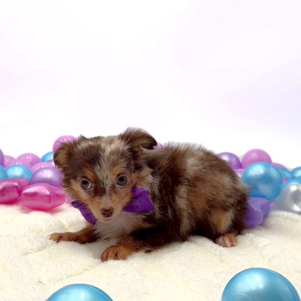 [#26129-03]  - Chocolate Merle M Chihuahua Puppies For Sale