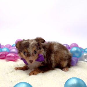 [#26129-03]  - Chocolate Merle M Chihuahua Puppies For Sale