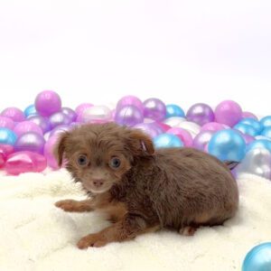 [#26129-04]  - Lavender M Chihuahua Puppies For Sale