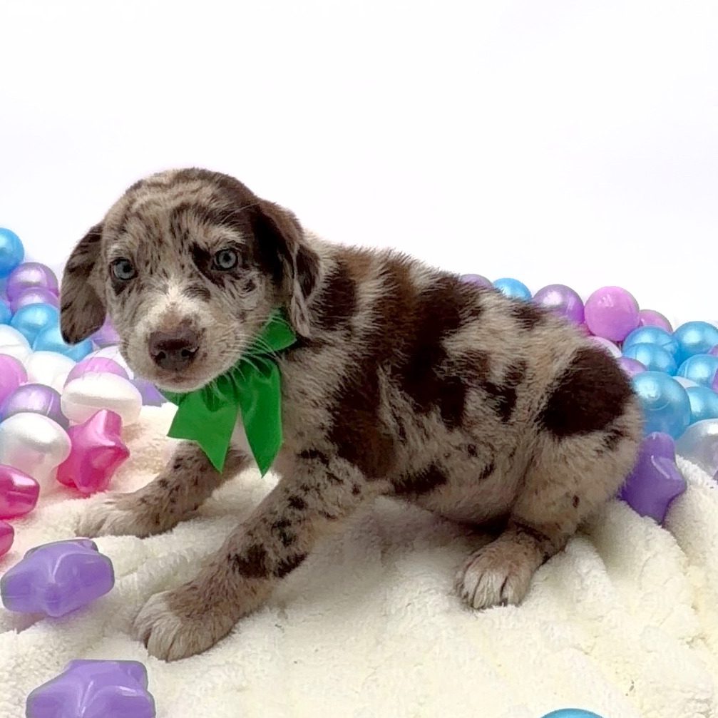 [#26175-03]  - M Australian Shepherd Mix Puppies For Sale