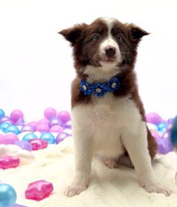 [#26121-04]  - Red / White F Border Collie Puppies For Sale