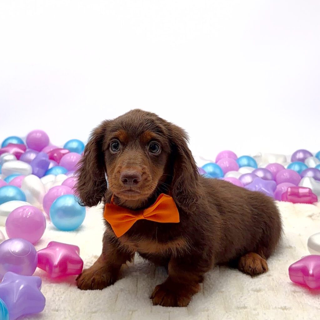 [#26165-06]  - Chocolate / Tan M Dachshund Puppies For Sale