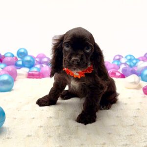 [#N01853]  - Brown F Cocker Spaniel Puppies For Sale