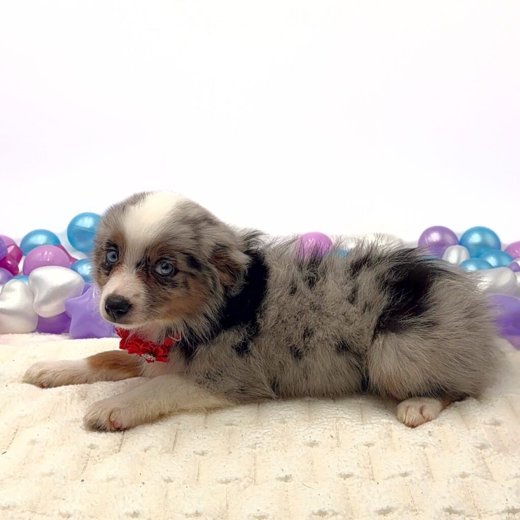 [#26193-04]  - Blue Merle F Miniature Australian Shepherd Puppies For Sale