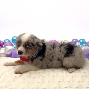 [#26193-04]  - Blue Merle F Miniature Australian Shepherd Puppies For Sale