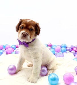 [#2631-03]  - Chocolate / White M Hippo Mini Puppies For Sale