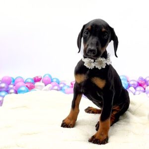 Petland Miami Doberman Pinscher puppy available