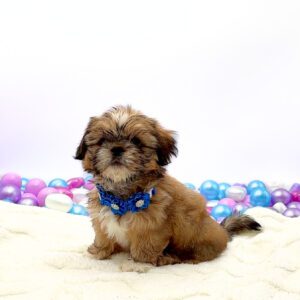 Petland Miami Shih Tzu puppy available