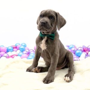 Petland Miami Cane Corso puppy available