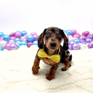 [#26215-03]  - Silver Dapple / Tan M Dachshund Puppies For Sale