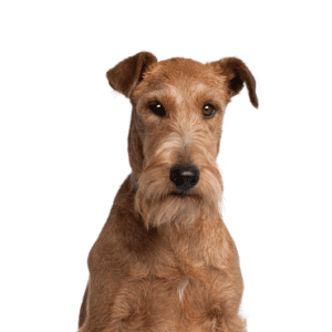 Petland Miami Irish Terrier