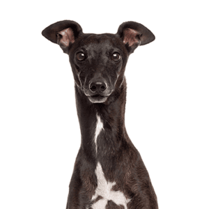 Petland Miami Italian Greyhound