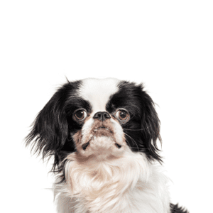 Petland Miami Japanese Chin
