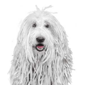 Petland Miami Komondor