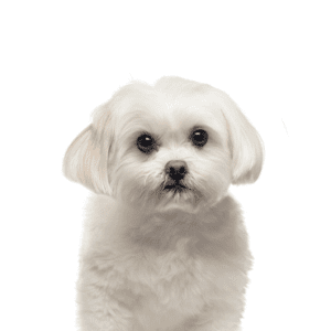Petland Miami Maltese