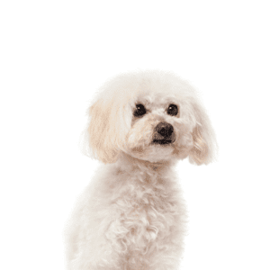 Petland Miami Maltipoo