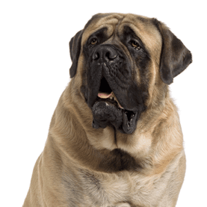 Petland Miami Mastiff