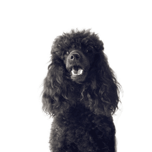 Petland Miami Miniature Poodle