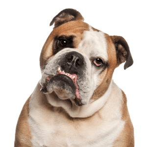 Petland Miami Olde English Bulldogge
