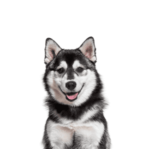 Petland Miami Pomsky