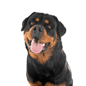 Petland Miami Rottweiler