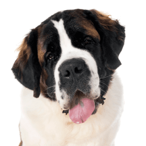 Petland Miami Saint Bernard