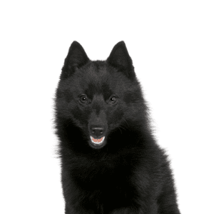 Petland Miami Schipperke