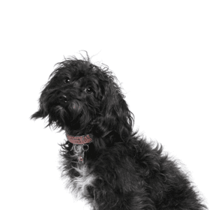 Petland Miami Schnoodle