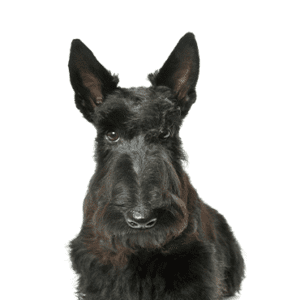 Petland Miami Scottish Terrier