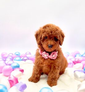 [#26173-06]  - Red F Poodle Mini Puppies For Sale