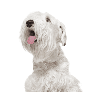 Petland Miami Sealyham Terrier