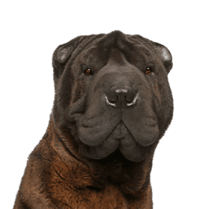 Petland Miami Shar-Pei